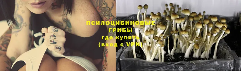 Псилоцибиновые грибы Psilocybine cubensis  Усть-Лабинск 